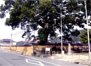 国分寺の土塀と楠の写真