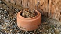 植木鉢に入ってくつろぐ子猫