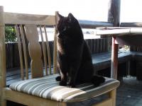 野島では数少ない黒猫