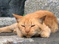 矢立神社の境内で眠たそうな顔の猫