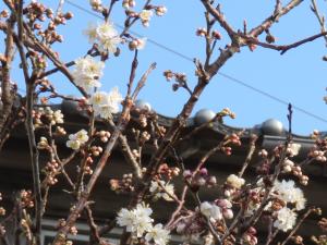 サクランボの花が咲き始めています。
