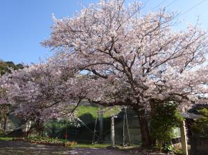野島小・中学校の満開の桜の様子