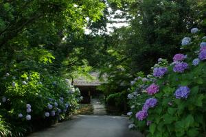 阿弥陀寺仁王門とアジサイの写真