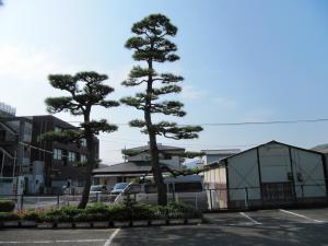 華浦公民館側から撮影した、シンボルの松の木の写真