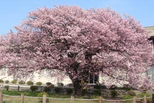 満開の寒桜