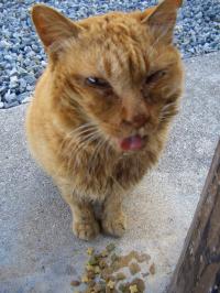 ゲッソリ時の野島猫