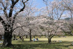 芝生の広場