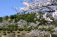 天神山公園の桜