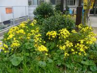 ツワブキの花