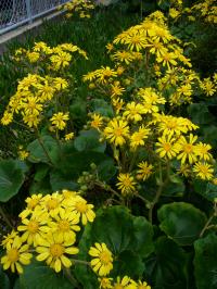 ツワブキの花