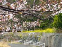 桜と菜の花