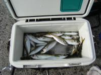 aji2