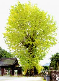 「天徳寺」大イチョウの黄葉1