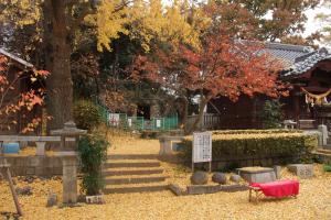 妙見神社　大いちょう1