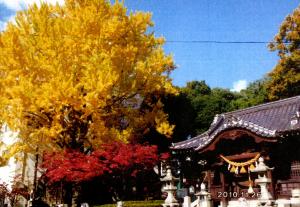 妙見神社　大いちょう２