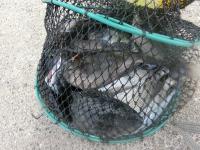 釣果
