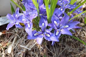 エヒメアヤメ画像