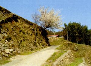 棚田の石垣の写真