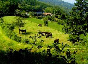 棚田と牛の写真