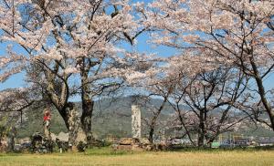 石碑と桜の写真