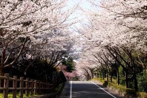 桜のトンネルの写真
