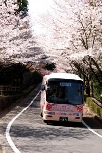 桜と花燃ゆバスの写真