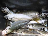 aji