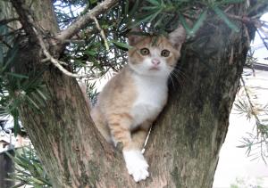木登りをする子猫