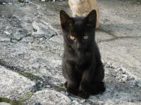 今年生まれた黒い子猫