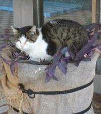 門松の鉢に居座るネコ