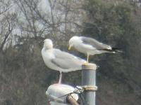 カモメ