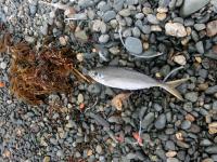 海水浴所に打ち上げられたアジ