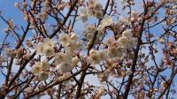 毎日毎日花の数が増えている桜