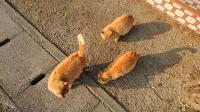 出産が近い三匹のネコ