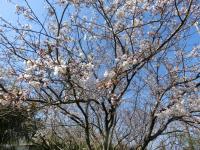 旧学校用地の桜