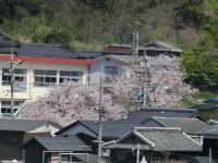 野島小中学校の桜
