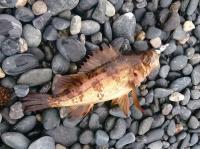 海水浴場でも釣れたメバル