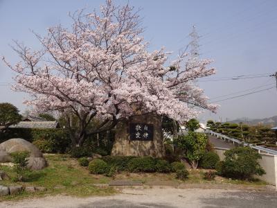 防府市立牟礼南小学校桜写真