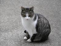 ちょっと臆病なオス猫、タマちゃん