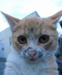 真っ黒に汚れた顔の猫