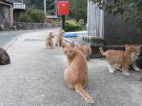 郵便局前が縄張りの猫たち