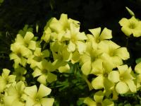 野島の春の黄色い花