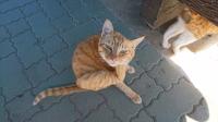 猫はヨガのポーズが得意です