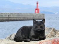 謎の黒猫