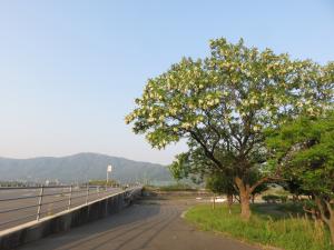 GW前日の真っ白なハリエンジュの咲く風景