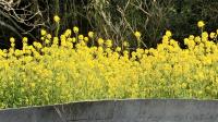 学校近くの菜の花