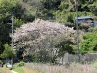 中学校跡地の桜の木