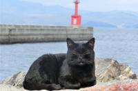 謎の黒ネコ