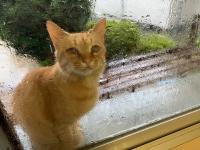 台風のさなかに窓辺にやってきた猫