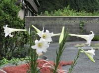 漁村センター前のユリの花